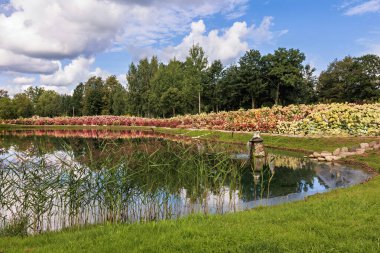Çiçek açan ortancalarla dolu canlı bir bahçe sakin bir göletin kıyılarını süslüyor. Bereketli yeşillik ve mavi gökyüzü sakin bir atmosfer yaratıyor, doğa yürüyüşü için mükemmel..