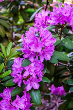 Derin Pembe Rododendronlar, İspanya 'nın Madrid kentindeki Botanik Bahçesinde çiçek açtı.