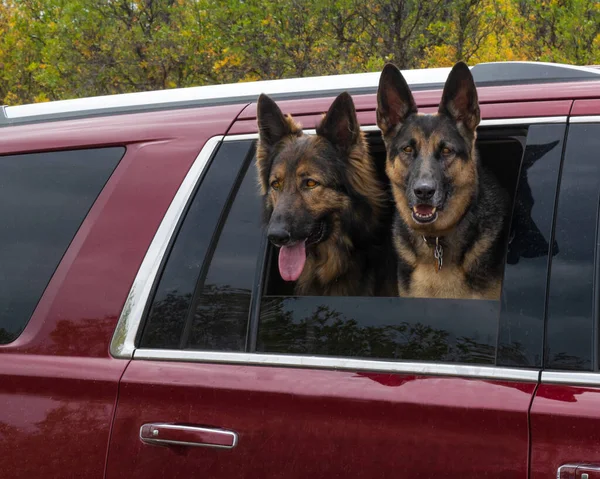 İki genç, tetikte Alman çoban köpekleri arabanın camından yürürken onları izliyorlar.