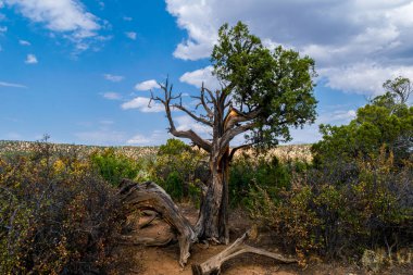 Yalnız bir ağaç, Gunnison 'un Cedar Point Tepesi' ndeki Kara Kanyon 'un kenarında bekçi olarak duruyor.