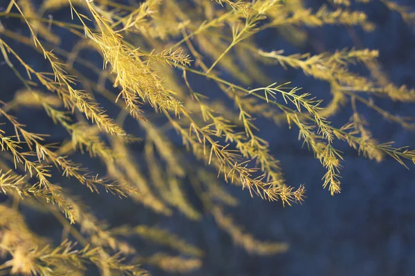 Lindas Frondes Samambaia Espargos Dourados Iluminados Pelo Sol Outono Contra — Fotografia de Stock