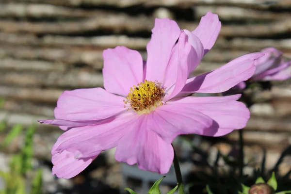 Όμορφο Απαλό Ροζ Λουλούδι Cosmos Κοντά Εξωτερικό Χώρο Ένα Ρουστίκ — Φωτογραφία Αρχείου
