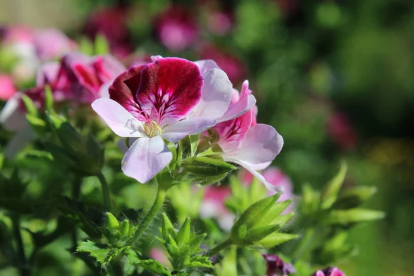 정원을 배경으로 실외에서 자란다는 의아름답고 연분홍색이며 오른쪽으로 — 스톡 사진