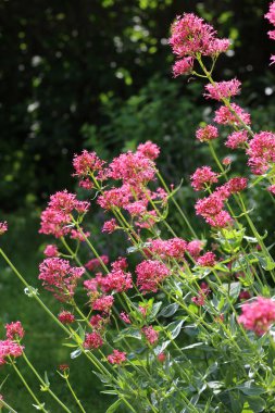 Centranthus yakutunun güzel kırmızı yaz çiçekleri dışarıda doğal bir bahçe ortamında yetişiyor. Kırmızı Valerian ya da Spur Valerian olarak da bilinir.