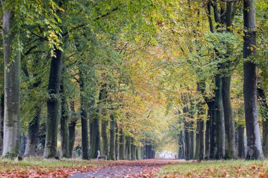 Autumn view of the beautiful beech avenue, on the Kasteeldreef, in Berlare, East Flanders, Belgium. Copy space above.