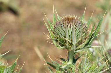 Doğal dikenler ve muhteşem dikenli fotoğraflar.