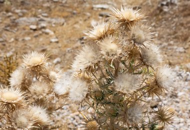 Doğal dikenler ve muhteşem dikenli fotoğraflar.