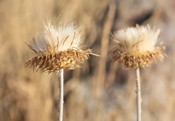 Natuurlijke Doornen Prachtige Doornen Foto — Stockfoto