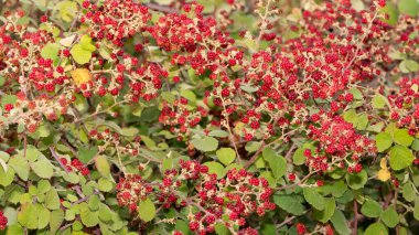 Vahşi meyveler. çeşitli doğal böğürtlen fotoğrafları
