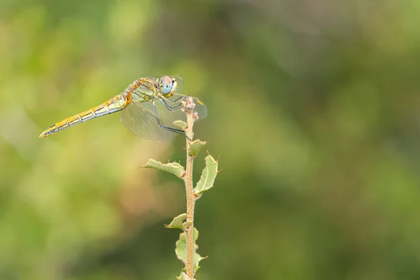 Wild Animals Photos Various Wild Insects — Stock Photo, Image