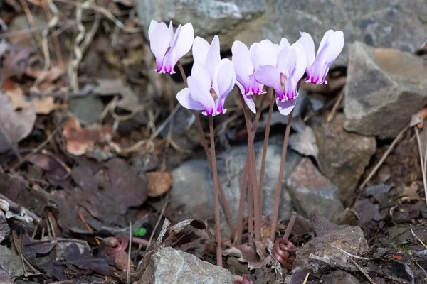 Fridfulla Blommor Natur Och Natur — Stockfoto