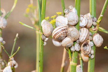 Vahşi hayat. Kabukluların ve böceklerin fotoğrafları.
