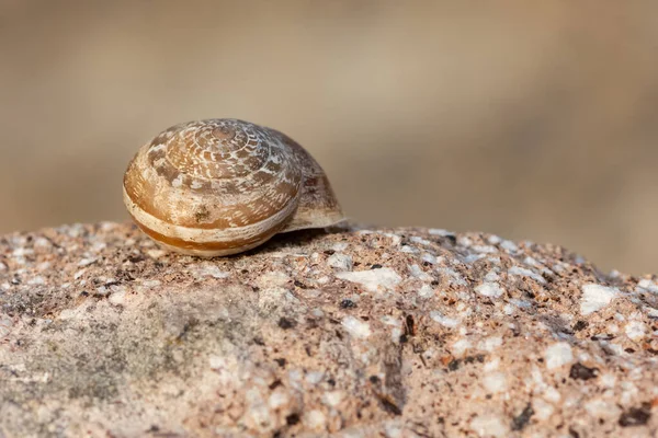 Wild Life Photos Crustaceans Insects — Stock Photo, Image