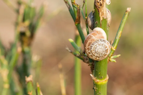 野生生物だ 甲殻類や昆虫の写真です — ストック写真