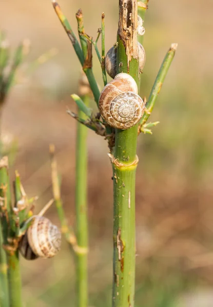 野生生物だ 甲殻類や昆虫の写真です — ストック写真