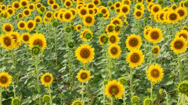 Çeşitli tarım ürünlerinin fotoğrafları, çiçek açan ayçiçekleri.