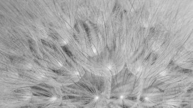 Arka plan için şişirilmiş karahindiba fotoğrafı