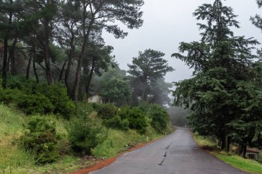 Ağaçların, ormanların ve muhteşem ormanların fotoğrafları.