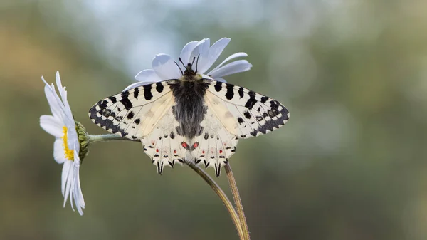Photos Papillons Faune Nature — Photo