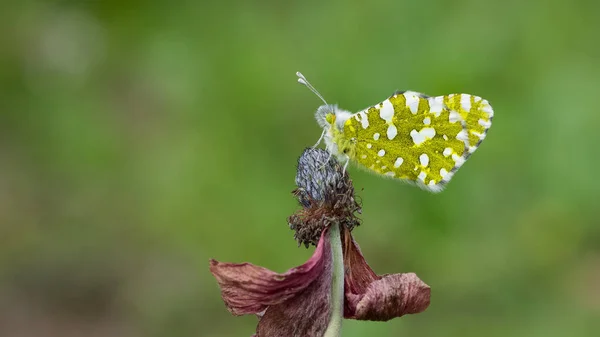 photos of butterflies, flowers, butterflies and flowers