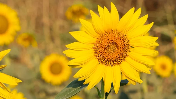 photos of various agricultural products, blooming sunflowers