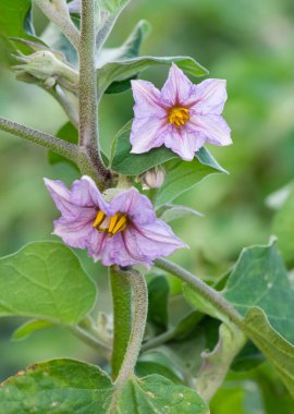tarımsal ekinler, patlıcan çiçeği fotoğrafları.