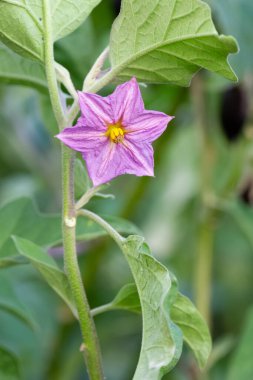 tarımsal ekinler, patlıcan çiçeği fotoğrafları.