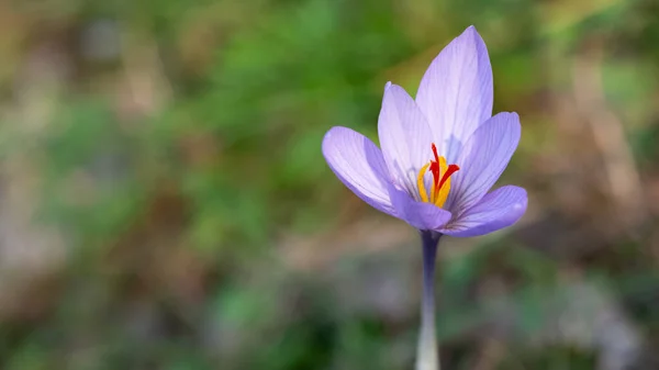 Fridfulla Blommor Natur Och Natur — Stockfoto