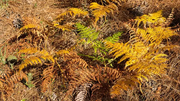 野生の植物や野生の花の写真 — ストック写真