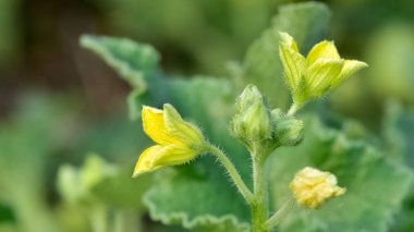 Vahşi bitkilerin ve tıbbi bitkilerin fotoğrafları.