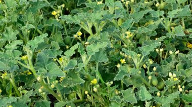 Vahşi bitkilerin ve tıbbi bitkilerin fotoğrafları.