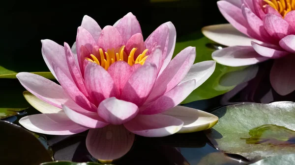 Diverse Waterbloemen Lotusbloem Foto — Stockfoto