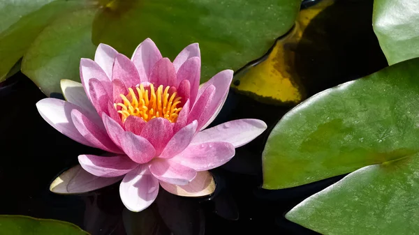 Diverse Waterbloemen Lotusbloem Foto — Stockfoto
