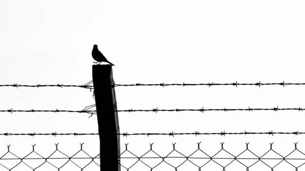 Photos Noir Blanc Silhouette Oiseau Photos — Photo