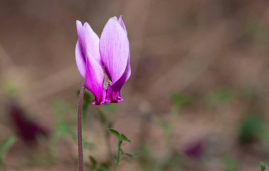 Doğada ve doğal çevrede huzurlu çiçekler