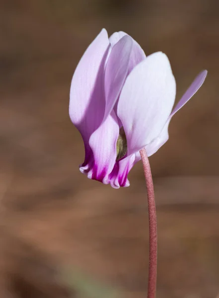 Friedliche Blumen Der Natur Und Der Natürlichen Umgebung — Stockfoto