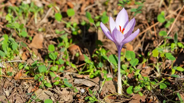 Fridfulla Blommor Natur Och Natur — Stockfoto