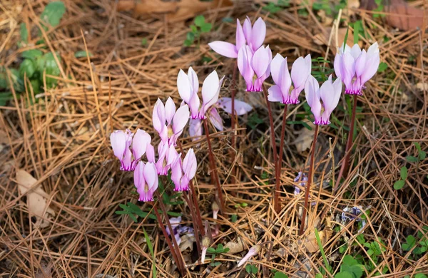 Fridfulla Blommor Natur Och Natur — Stockfoto