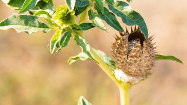 natural plants in rural areas. blooming thorny plants. clipart