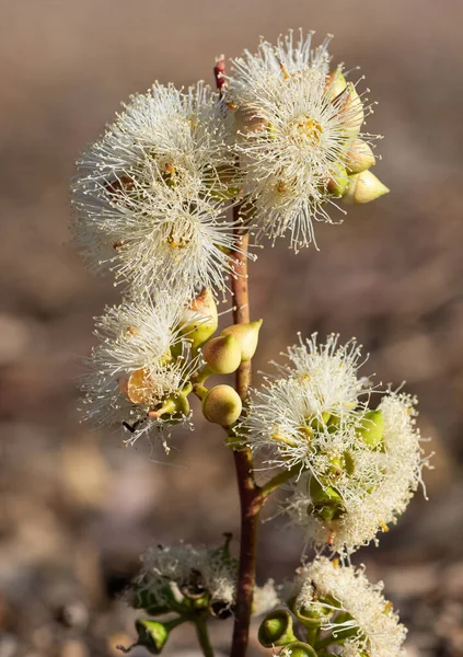 Fotos Von Bäumen Der Heißen Zone Eukalyptusblüten — Stockfoto