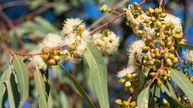 Sıcak bölge ağaçlarının fotoğrafları, okaliptüs çiçekleri.