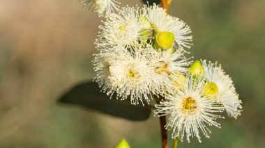 Sıcak bölge ağaçlarının fotoğrafları, okaliptüs çiçekleri.