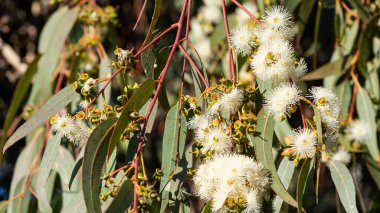 Sıcak bölge ağaçlarının fotoğrafları, okaliptüs çiçekleri.
