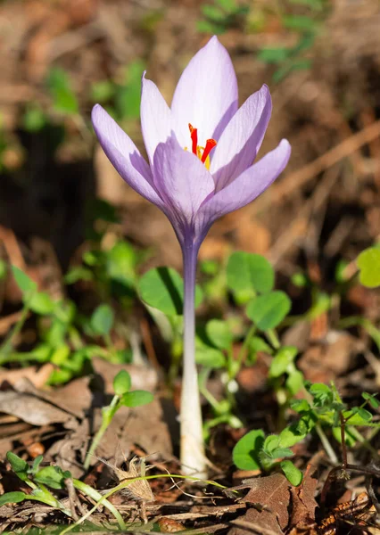 Fridfulla Blommor Natur Och Natur — Stockfoto