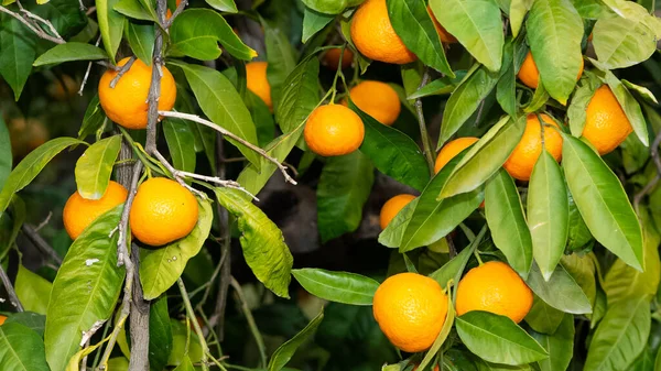 Fruktfoton Mogna Mandariner Trädet — Stockfoto