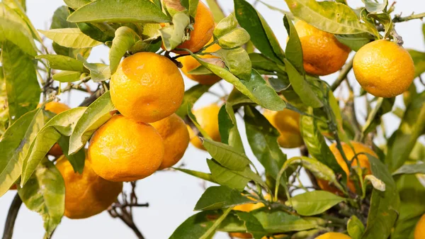 Fruktfoton Mogna Mandariner Trädet — Stockfoto