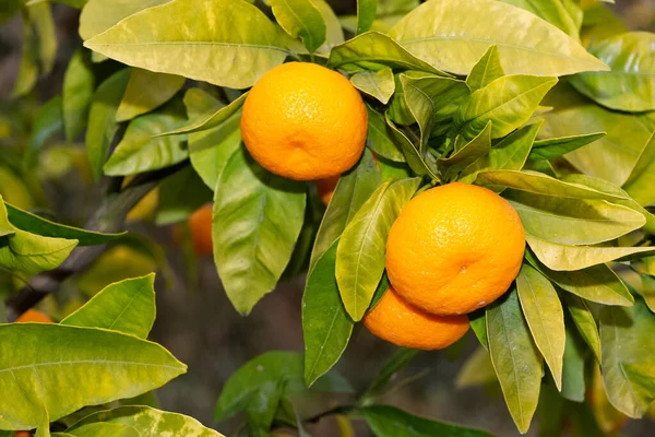 Fruktfoton Mogna Mandariner Trädet — Stockfoto