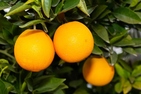Fruktfoton Mogna Apelsiner Trädet — Stockfoto
