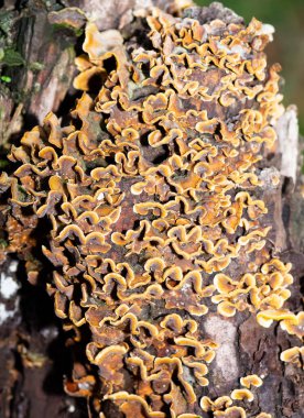 Ağaç köklerinde büyüyen mantarların fotoğrafları..