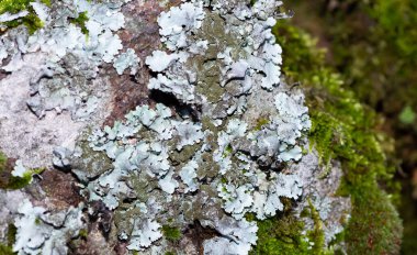 Çeşitli taş yosunların fotoğrafları